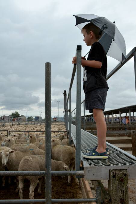 Will Beachey, Ballarat, takes shelter from the weather at last week's Ballarat store sheep sale.