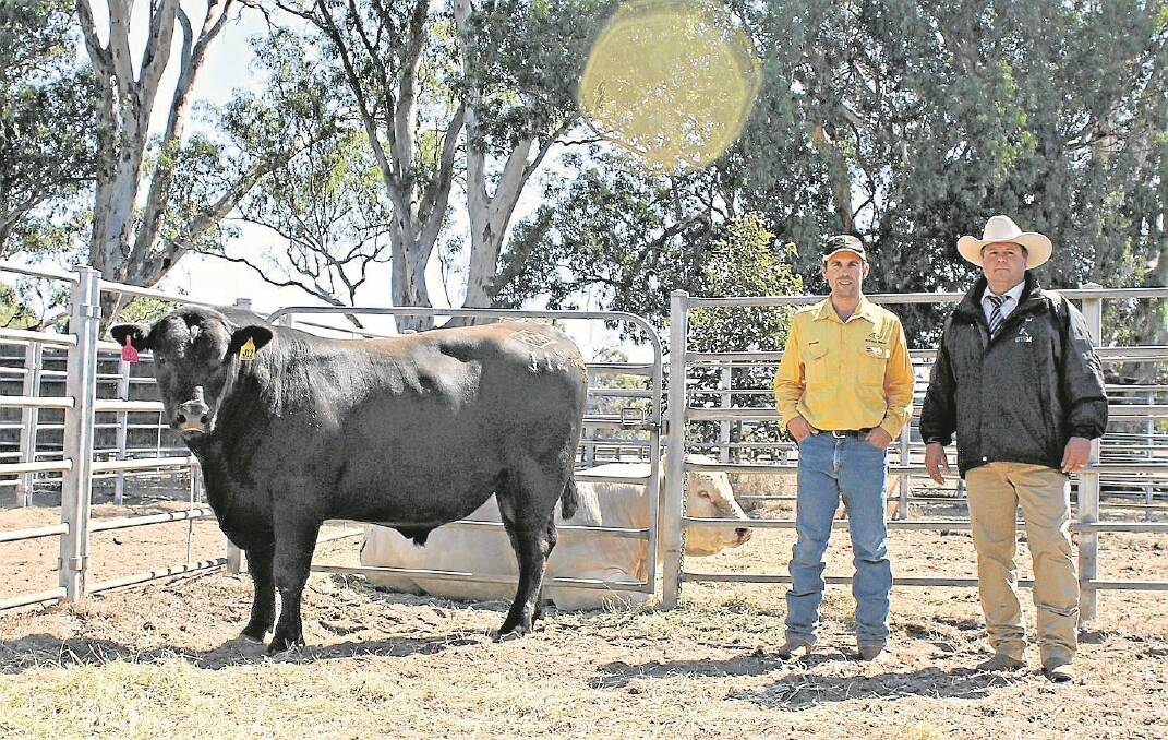 Top-priced bull vendor Richard White, Ayrvale Angus near Ballarat, is pictured with auctioneer Michael Glasser, GTSM, and sale-topper Ayrvale Jagger J12, which was purchased by Granite Ridge, Avenue Range, South Australia, for $13,000.
