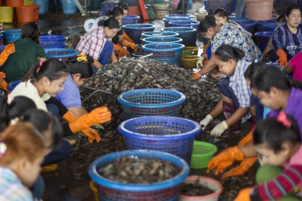 Female workers sort shrimp at a seafood market in Mahachai, Thailand. Photo: Gemunu Amarasinghe  