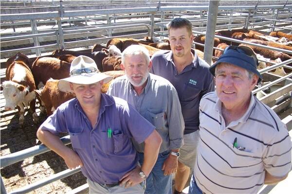 Sam O’Connor, O’Connor and Graney, Mt Gambier, picked up a run of steers to return home, of which 123 were for his uncle Brian O’Connor, Dismal Swamp, (far right) at an average $560.  Shaun Minge, PPH&S, Penola, (second from right) secured 96 steers at an average $530 for client Mark Thorn, Penola. 