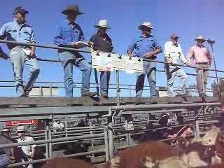 Wodonga steers please at 165c/kg high