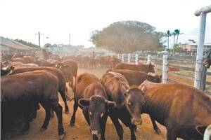 Victorian cattle supply shortage