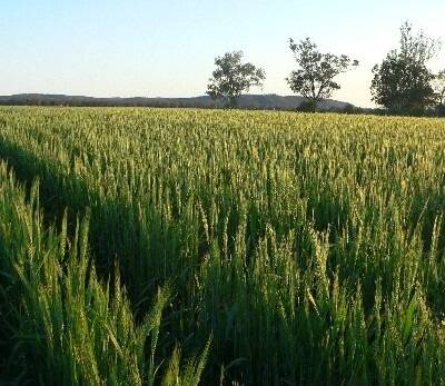AWB lowers its 2009/10 wheat price forecast
