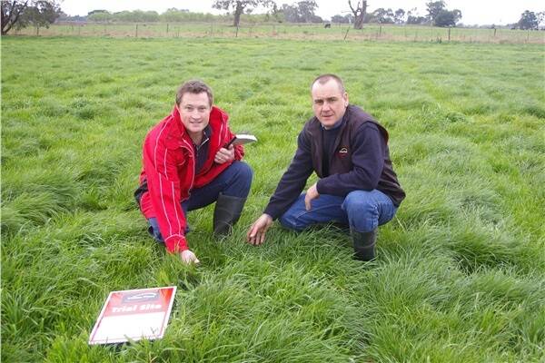 Incitec Pivot agronomists Matthew Mahoney and Lee Menhenett inspecting trial plots at the MDF to measure the response to different rates and types of nitrogen in combination with gibberellic acid.