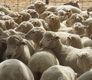 'Grand final' crowd push ewes to $141 at massive Hay sale