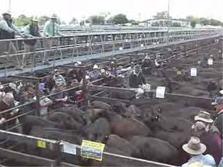 Naracoorte weaners to $705