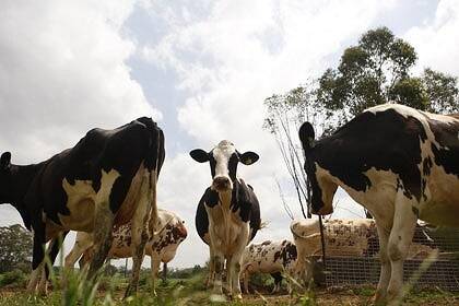Foundations set for bright dairy future