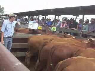 Interstate demand holds Naracoorte cattle prices firm
