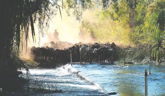 Cattle numbers increase but tough times persist