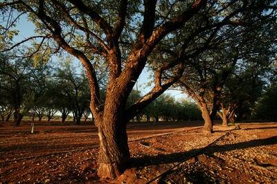 Almond harvest to exceed 2009 crop