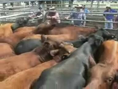 Wodonga posts cattle season's high point
