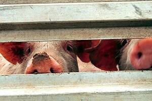 Outlook '10: Promising future for pig meat