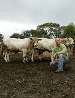 Graeme Cook from Rangan Charolais stud is holding his first on-property sale ever this year. Picture: NATASHA SHERWOOD