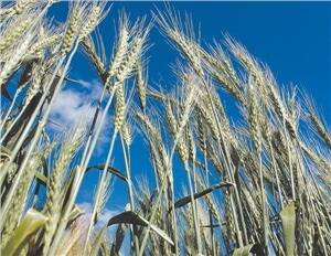 Victorian growers claim grain standards a disgrace