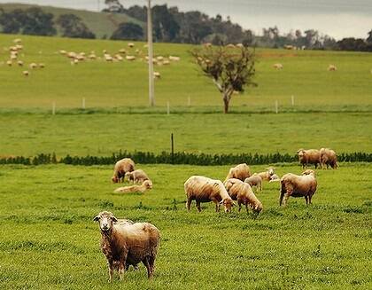 Investors flock to grazing land