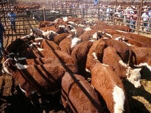 Beef producers invest in rebuilding cattle herds: ABARE