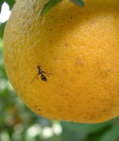 Fruit fly poses no easy answers