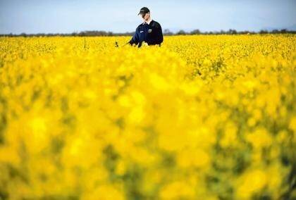 Corn, canola troubles abroad give local market hope