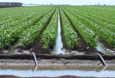 A dry look at Murrumbidgee irrigation