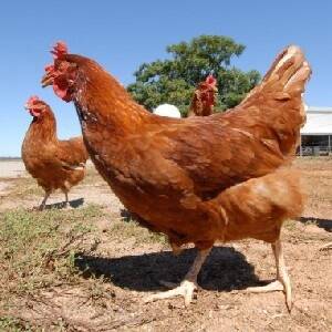 Aussies believe hormones still used in poultry: Steggles