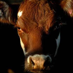 Beef plan ‘naive’, says MLA