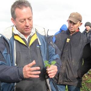 SFS CEO Jon Midwood (left) examining canola seedlings at the Minera canola concept site with Vernon Tucker from Vite Vite.