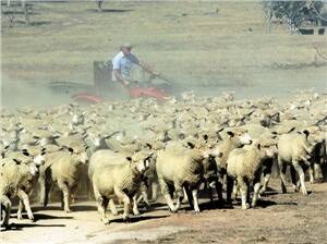 Lamb survey confirms intentions to rebuild the flock