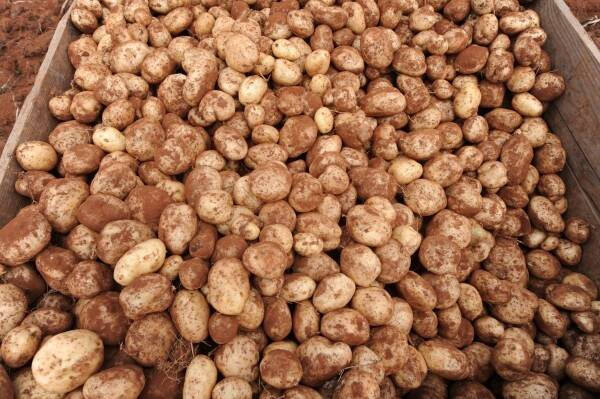 NZ potatoes could destroy Aus industry: Ausveg