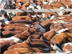 Cattle numbers down after more rain