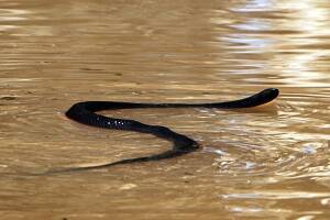 Floods awaken snakes