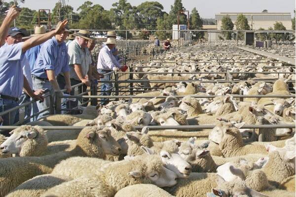 Wycheproof ewes to $366