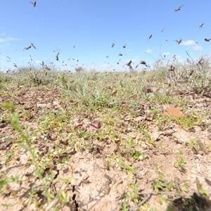 Termites a plague on locusts