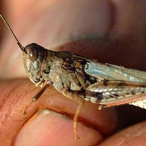 Locusts rally in north-west