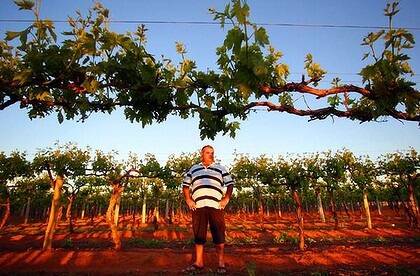 Mildura grower John Argiro inspects his young fruit. The export deal with China is "the best news we've had in the last, probably, 10-15 years". Photo: Angela Wylie