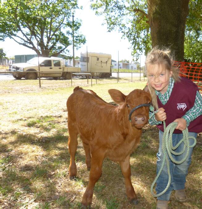 Jayde Grylls (7) led Red Angus calf, Nellie, 
at the Warragul show on Saturday.