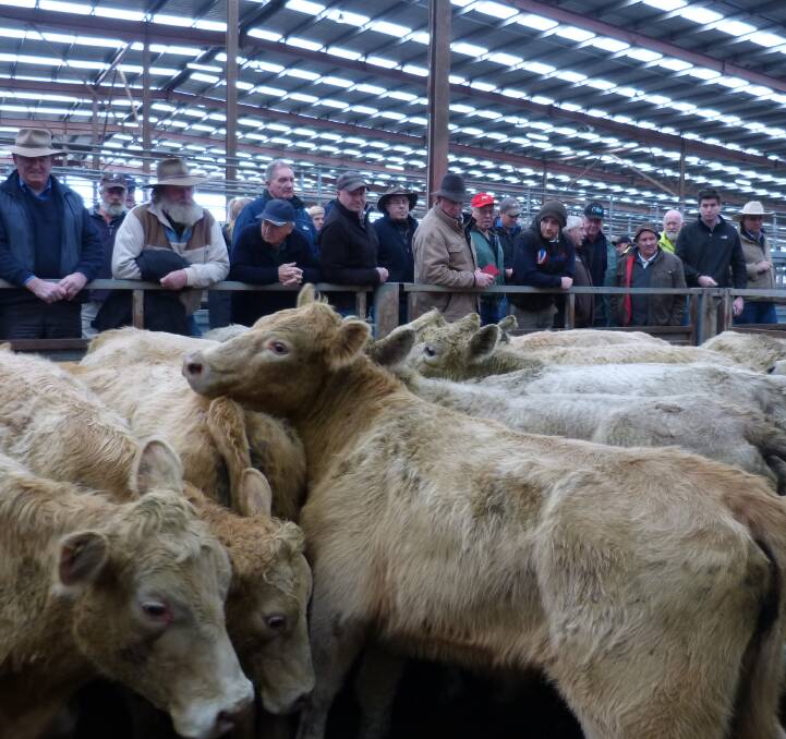 Buying frenzy: There was plenty of buyer attention on this pen of Charolais steers at Pakenham, last Thursday. Weighing in at 392 kilograms, they sold for $1500, or the equivalent of 382c/kg lwt.